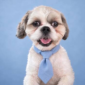 Chase -  Shih Tzu Dog for Adoption in Houston, Texas - Chase | PetCurious