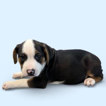 Cattle Dog and Mixed Breed Dogs Available for Adoption - Bruiser | PetCurious