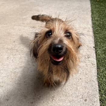 Rose -  Mixed Breed Dog for Adoption in Fairport, New York - Rose | PetCurious
