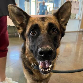 Serena -  German Shepherd Dog Dog for Adoption in Palm Springs, California - Serena | PetCurious