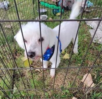 Rescue Terrier Dogs for Adoption in Aurora, Colorado - Butters | PetCurious