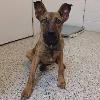 Shepherd and Belgian Shepherd Malinois Dogs Available for Adoption in Hattiesburg, Mississippi - Brave Little Toaster | PetCurious