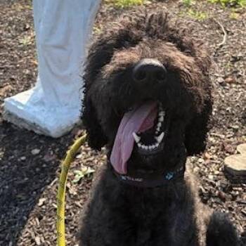 Spencer -  Poodle Dog for Adoption in Washington, Pennsylvania - Spencer | PetCurious