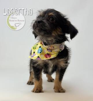 Yorkshire Terrier and Dachshund Dogs Available for Adoption in Benton, Louisiana - Lagertha | PetCurious