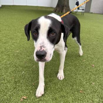 Gus -  Mixed Breed Dog for Adoption in New Bedford, Massachusetts - Gus | PetCurious