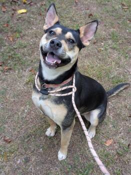 Australian Kelpie and Pit Bull Terrier Dogs Available for Adoption in Madison, Georgia - Ronni | PetCurious