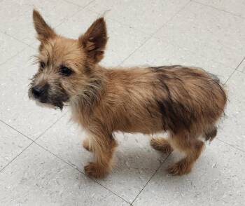 Archie -  Australian Terrier Dog for Adoption in Honeoye Falls, New York - Archie | PetCurious