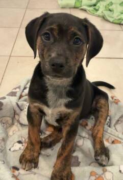 Oscar -  Mixed Breed Dog for Adoption in Riverdale, New Jersey - Oscar | PetCurious