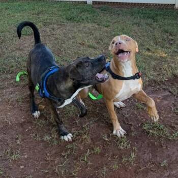 Macho Nacho -  Mixed Breed Dog for Adoption in Greenville, South Carolina - Macho Nacho | PetCurious