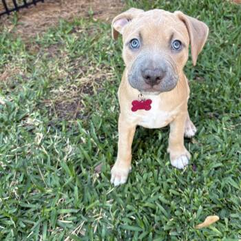 Pit Bull Terrier and Retriever Dogs Available for Adoption - Sadie  | PetCurious