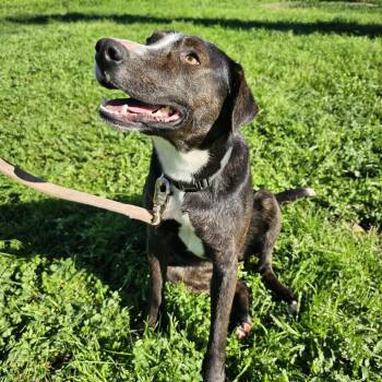 Dottie -  Border Collie Dog for Adoption in St. Augustine, Florida - Dottie | PetCurious