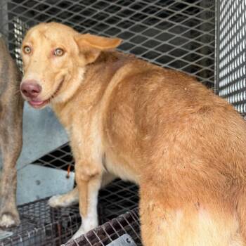 Blip -  Shepherd and Mixed Breed Dog for Adoption in Edinburg, Texas - Blip | PetCurious