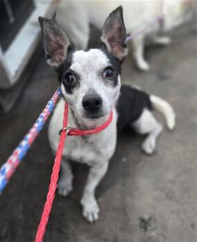 Mixed Breed Dogs Available for Adoption - LUCY | PetCurious
