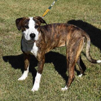 Rescue Mixed Breed Dogs for Adoption in Searcy, Arkansas - Nancy | PetCurious