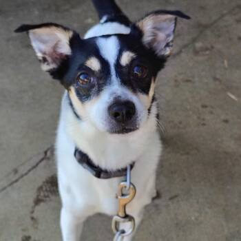 Domino -  Jack Russell Terrier and Chihuahua Dog for Adoption in Evansville, Indiana - Domino | PetCurious