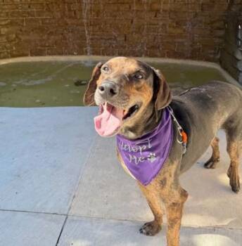 Mixed Breed Dogs Available for Adoption - Arlo | PetCurious