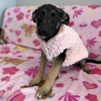 German Shepherd Dog Dogs Available for Adoption - Pocahontas | PetCurious