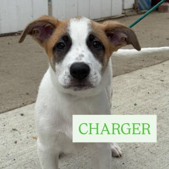 Rescue Great Pyrenees and Saint Bernard Dogs for Adoption in Newport Beach, California - Charger | PetCurious