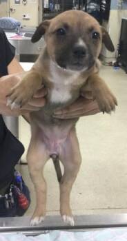 German Shepherd Dog and Australian Cattle Dog Blue Heeler Dogs Available for Adoption - LAYLA | PetCurious