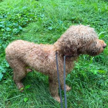Doralee -  Standard Poodle Dog for Adoption in West Chester, Pennsylvania - Doralee | PetCurious