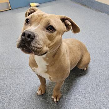 Fawn -  Pit Bull Terrier Dog for Adoption in Suffolk, Virginia - Fawn | PetCurious