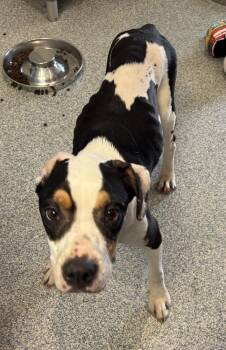 Boxer and Pit Bull Terrier Dogs Available for Adoption in Bartlesville, Oklahoma - Pascal (aka Raven) | PetCurious