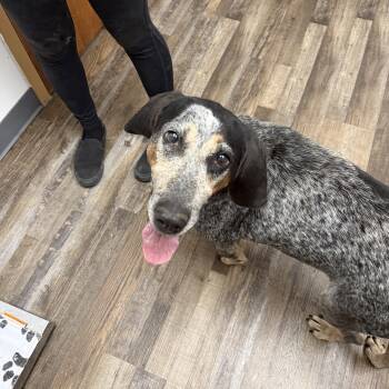 Sadie -  Bluetick Coonhound and Hound Dog for Adoption in Oconto, Wisconsin - Sadie | PetCurious