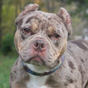 Diamond -  Mixed Breed Dog for Adoption in Allentown, Pennsylvania - Diamond | PetCurious