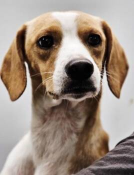 Chunk fka Dog 1 -  Beagle and Mixed Breed Dog for Adoption in West Chester, Pennsylvania - Chunk Fka Dog 1 | PetCurious