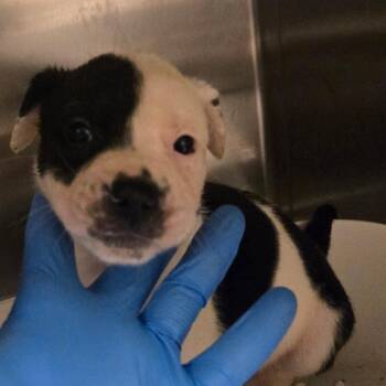 Mixed Breed Dogs Available for Adoption in Columbus, Georgia - Trouble | PetCurious