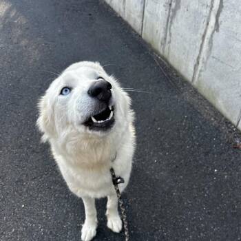 Mixed Breed Dogs Available for Adoption - Meringue | PetCurious