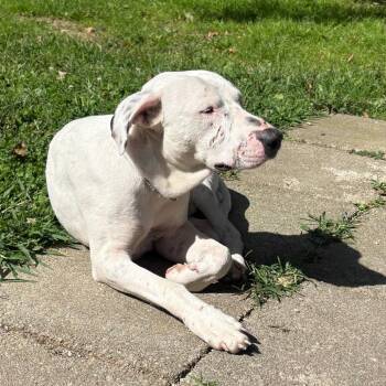Stetson -  Mixed Breed and Dalmatian Dog for Adoption in New Fairfield, Connecticut - Stetson | PetCurious