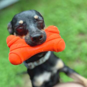 Chihuahua and Mixed Breed Dogs Available for Adoption in Lewisville, Texas - Juno | PetCurious