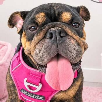 DANA (out of town) -  American Bully Dog for Adoption in New York, New York - DANA (out Of Town) | PetCurious