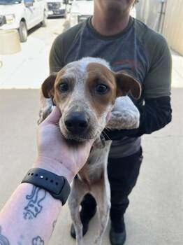 STRAY HOLD -  Australian Cattle Dog Blue Heeler and Mixed Breed Dog for Adoption in Killeen, Texas - STRAY HOLD | PetCurious