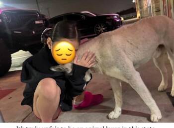 Husky and Siberian Husky Dogs Available for Adoption - Frost | PetCurious