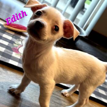 Edith -  Chihuahua Dog for Adoption in Monticello, Iowa - Edith | PetCurious