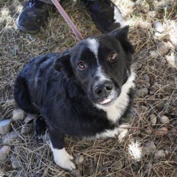Rip -  Border Collie and Mixed Breed Dog for Adoption in Pagosa Springs, Colorado - Rip | PetCurious