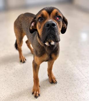 Doofy -  Boxer Dog for Adoption in Gulfport, Mississippi - Doofy | PetCurious