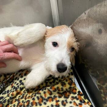 Mixed Breed Dogs Available for Adoption in Bentonville, Arkansas - Ashley | PetCurious