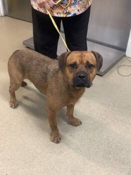 Rescue Terrier and Mixed Breed Dogs for Adoption in Fort Worth, Texas - 59529899 | PetCurious