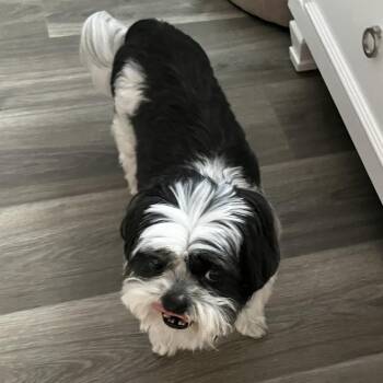 Bodie -  Shih Tzu Dog for Adoption in Corvallis, Oregon - Bodie | PetCurious