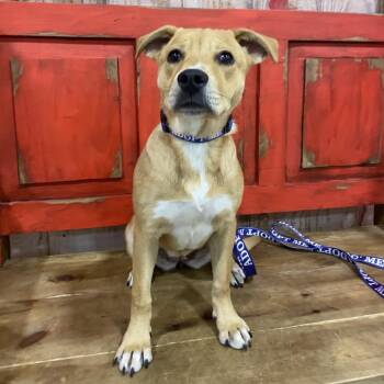 Mixed Breed Dogs Available for Adoption in Midland, Texas - FWT Roxi | PetCurious