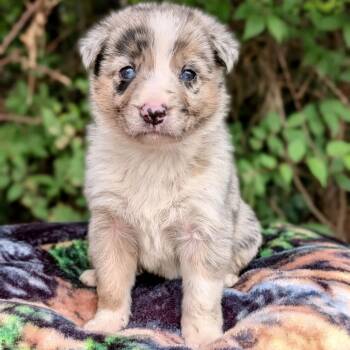 Pearl 06-1625 -  Australian Shepherd and Australian Cattle Dog Blue Heeler Dog for Adoption in Tyrone, Georgia - Pearl 06-1625 | PetCurious