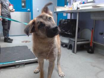 GNARLS BARKLEY -  German Shepherd Dog and Mixed Breed Dog for Adoption in Albuquerque, New Mexico - GNARLS BARKLEY | PetCurious