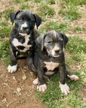 Pit Bull Terrier and Mixed Breed Dogs Available for Adoption in Malvern, Pennsylvania - Yankee | PetCurious