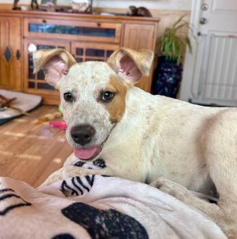 Hazel -  Australian Cattle Dog Blue Heeler Dog for Adoption in Placerville, California - Hazel | PetCurious