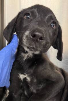 Rescue Labrador Retriever and Mixed Breed Dogs for Adoption in Carthage, Missouri - Gypsy | PetCurious