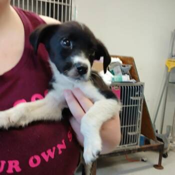 Mochi -  Terrier Dog for Adoption in Clarksdale, Mississippi - Mochi | PetCurious
