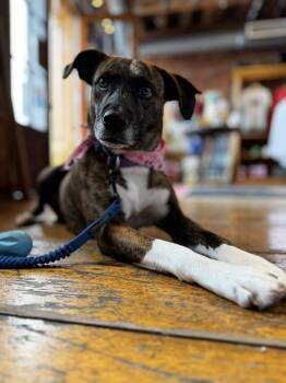 Galaxy -  Plott Hound Dog Available for Adoption in Portland, Maine - Galaxy | PetCurious